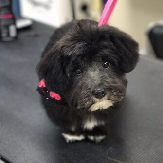 Small black dog on a pink leash.