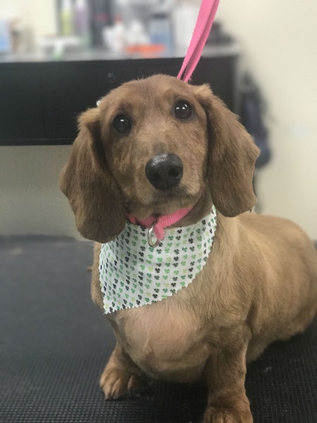 A dachshund with a light brown coat sits on a grooming table, wearing a pink collar and a bandana with green clovers.