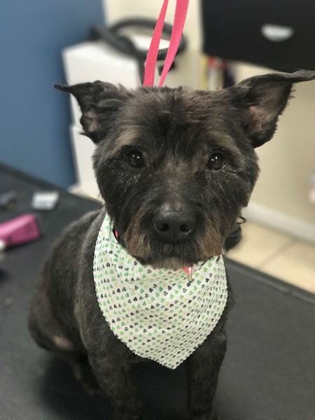 Small black dog on a pink leash with