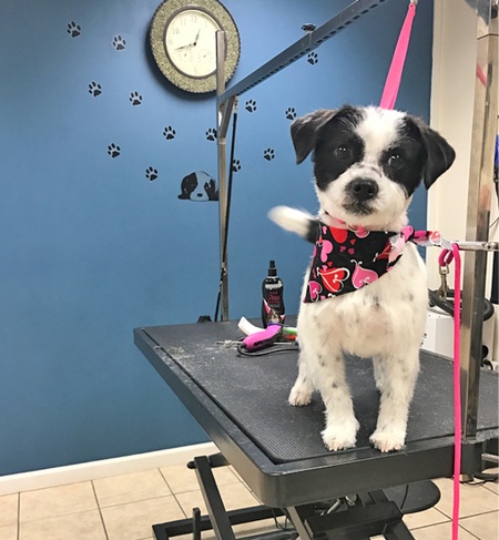 A small black and white dog stands on a grooming table wearing a pink heart bandana.