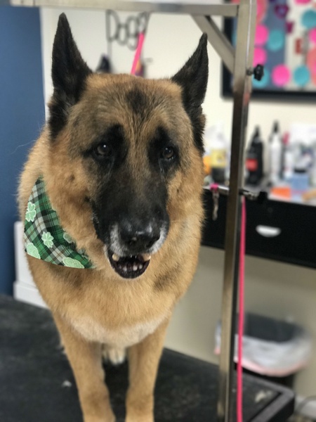 A German Shepherd wearing a green plaid bandana stands on a grooming table.